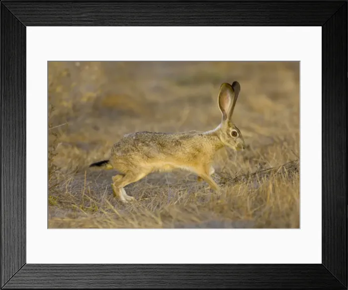 Framed Print : Black-tailed Jackrabbit Western USA _PTL2034 Framed Print : Black-tailed Jackrabbit Western USA _PTL2034