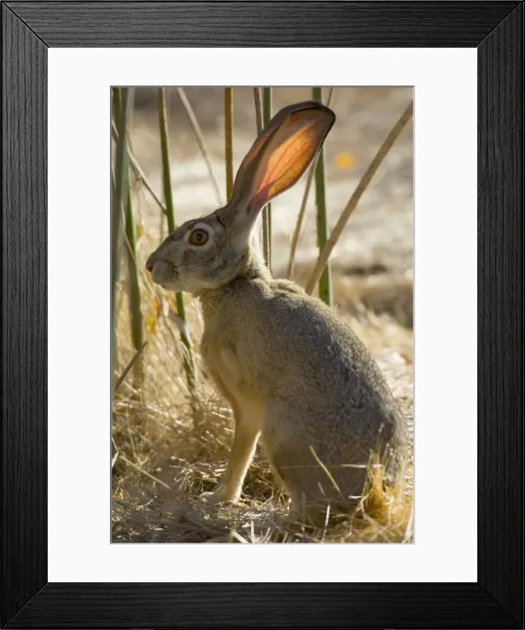 Framed Print : Black-tailed Jackrabbit Western USA _PTL2404 Framed Print : Black-tailed Jackrabbit Western USA _PTL2404