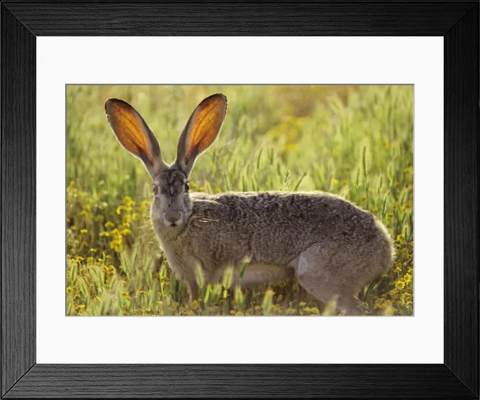 Framed Print : Black-tailed jackrabbit - blood vessels in ears help keep jackrabbit cool, method of dissipating heat. Western USA. MH248 Framed Print : Black-tailed jackrabbit - blood vessels in ears help keep jackrabbit cool, method of dissipating heat. Western USA. MH248