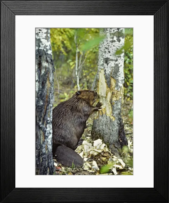 Framed Print : Beaver - cutting aspen tree MT40 Framed Print : Beaver - cutting aspen tree MT40