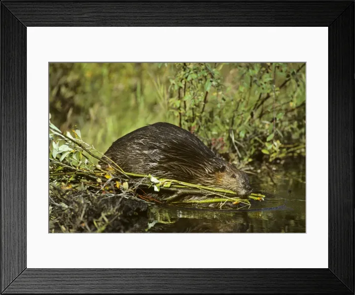 Framed Print : Beaver - hauling limb back to winter food cache. Western USA MT146 Framed Print : Beaver - hauling limb back to winter food cache. Western USA MT146