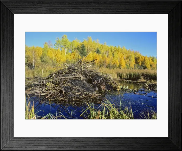 Framed Print : Beaver - working on lodge. MT2 Framed Print : Beaver - working on lodge. MT2