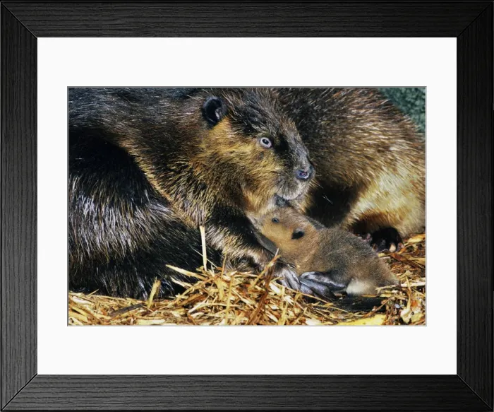 Framed Print : Beaver - mother with young, inside lodge. MT260