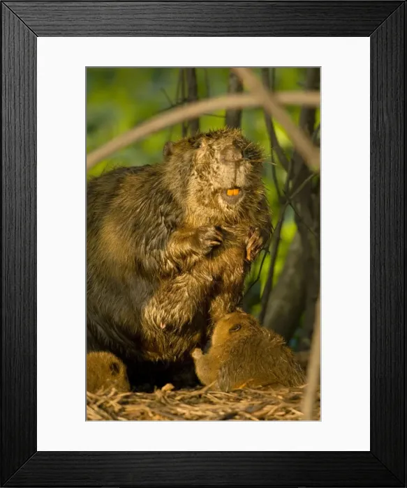 Framed Print : Beaver - nursing young kit. Southern USA _TPL5709 Framed Print : Beaver - nursing young kit. Southern USA _TPL5709