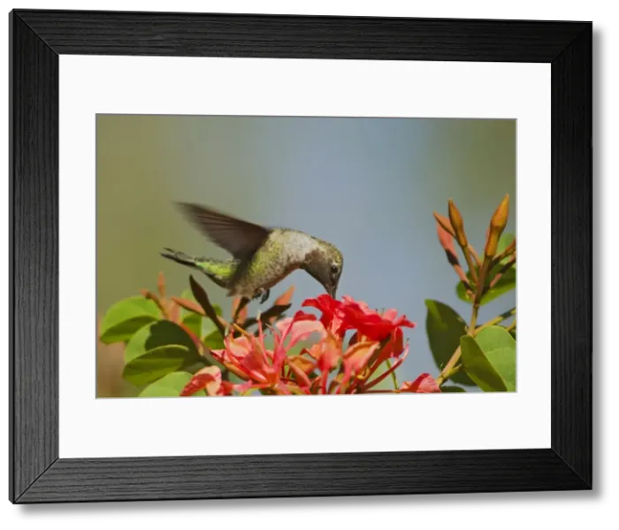 Framed Print : Hyacinth Macaw (Anodorhynchus hyacinthinus) Framed Print : Hyacinth Macaw (Anodorhynchus hyacinthinus)
