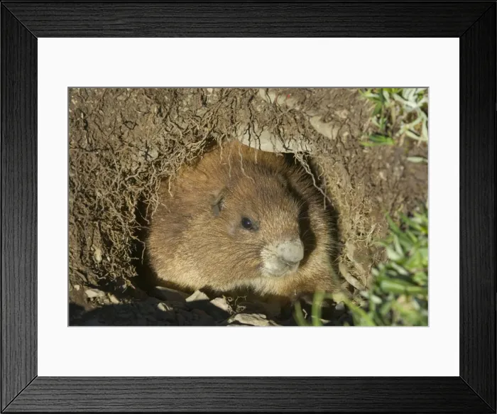 Framed Print : Olympic Marmot Framed Print : Olympic Marmot