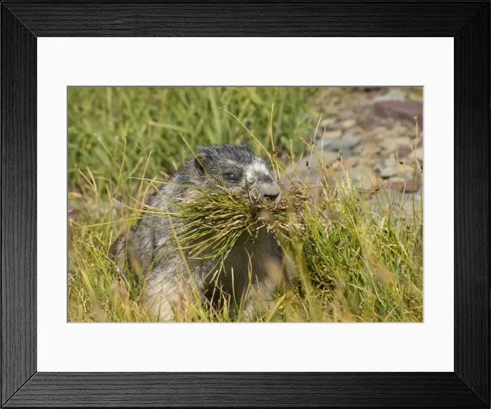 Framed Print : Hoary Marmot Framed Print : Hoary Marmot