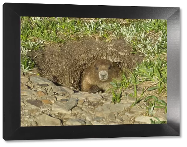 Olympic Marmot - looking out of burrow. Olympic National Park, Washington, USA. _AAX6816