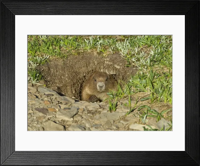 Framed Print : Olympic Marmot - looking out of burrow. Olympic National Park, Washington, USA. _AAX6816 Framed Print : Olympic Marmot - looking out of burrow. Olympic National Park, Washington, USA. _AAX6816