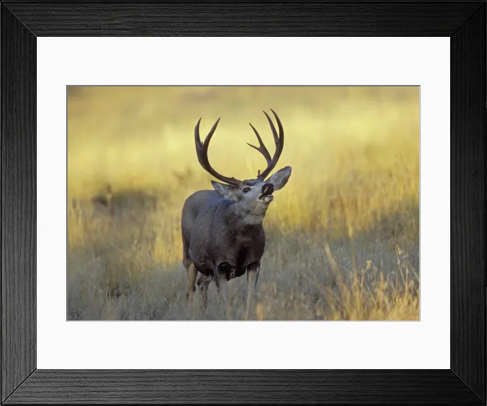 Framed Print : Mule Deer - buck checking for scent during autumn rut. Western USA Md2115