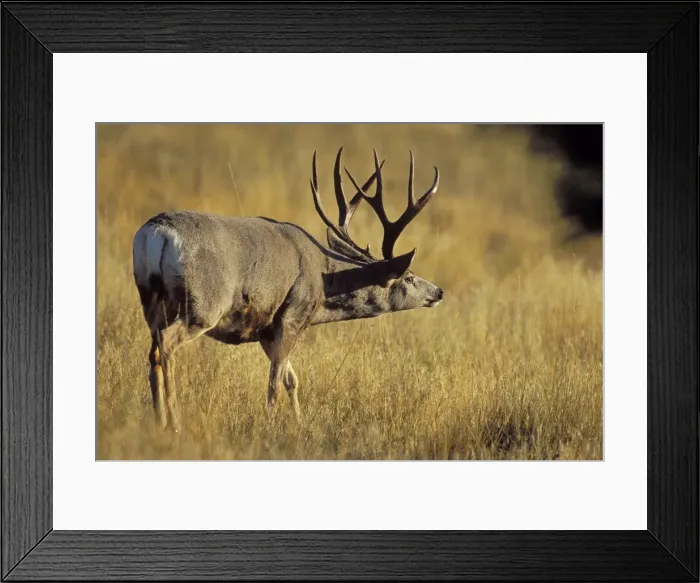Framed Print : Mule Deer - buck during autmun rut, checking scent. Western USA Md2118 Framed Print : Mule Deer - buck during autmun rut, checking scent. Western USA Md2118