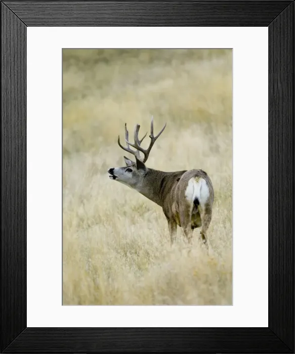 Framed Print : Mule Deer - buck sniffing. Western USA. _PTL7109 Framed Print : Mule Deer - buck sniffing. Western USA. _PTL7109