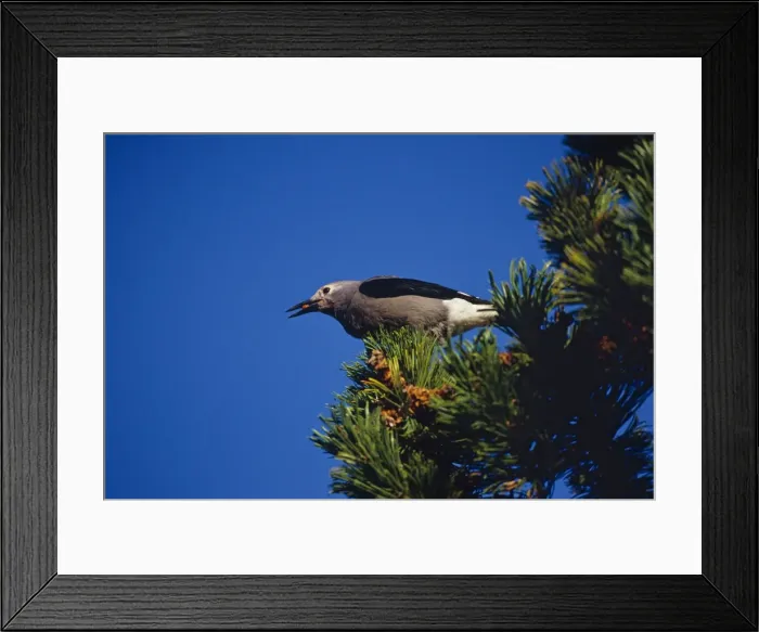 Framed Print : Clark's Nutcracker - harvesting seed from Whitebark pine tree. Subalpine meadow. Pacific Northwest, Mount Rainier National Park, Washington, USA. B7967 Framed Print : Clark's Nutcracker - harvesting seed from Whitebark pine tree. Subalpine meadow. Pacific Northwest, Mount Rainier National Park, Washington, USA. B7967