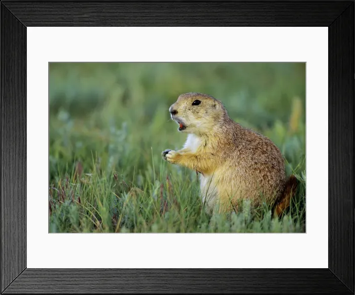 Framed Print : Black-tailed Prairie Dog barking. MI725 Framed Print : Black-tailed Prairie Dog barking. MI725