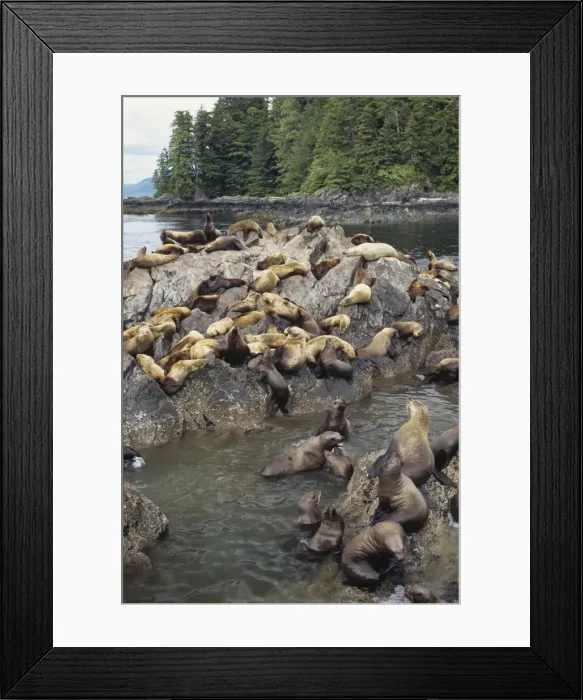 Framed Print : Northern or Steller Sea Lions ML602 Framed Print : Northern or Steller Sea Lions ML602