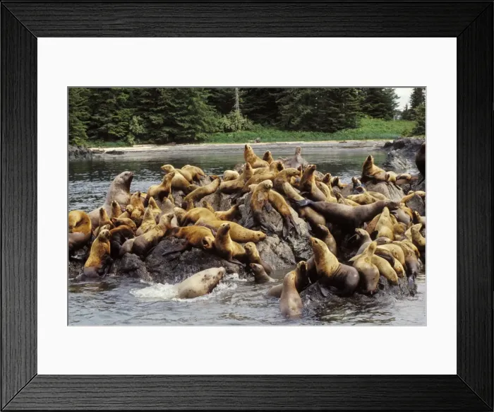 Framed Print : Steller's Sea Lions or Northern Sea Lions ML673 Framed Print : Steller's Sea Lions or Northern Sea Lions ML673