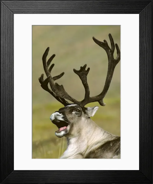 Framed Print : Barrren Ground Caribou - bull yawning Alaska MJ62