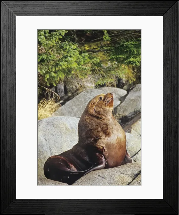 Framed Print : Northern Sea Lion - bull rests on coastal rocks. Northwest coast North America ML1121 Framed Print : Northern Sea Lion - bull rests on coastal rocks. Northwest coast North America ML1121
