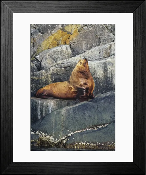 Framed Print : Northern Sea Lion - bull rests on coastal rocks. Northwestern U. S. A. ML1123 Framed Print : Northern Sea Lion - bull rests on coastal rocks. Northwestern U. S. A. ML1123