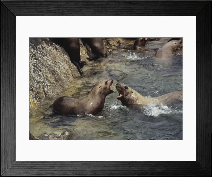 Framed Print : Northern or Steller's Sea Lions - fighting most likely over territory or location. Pacific Northwest coast. ML287 Framed Print : Northern or Steller's Sea Lions - fighting most likely over territory or location. Pacific Northwest coast. ML287