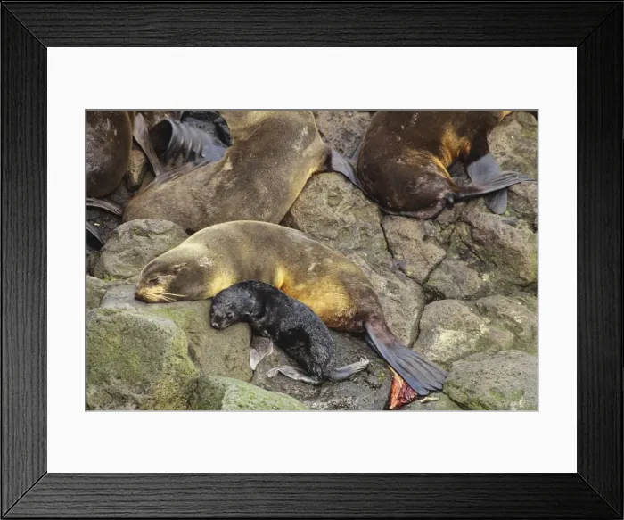 Framed Print : Northern Fur Seal -female rests after giving birth to pup, after birth near her tail. Alaska. ML303 Framed Print : Northern Fur Seal -female rests after giving birth to pup, after birth near her tail. Alaska. ML303