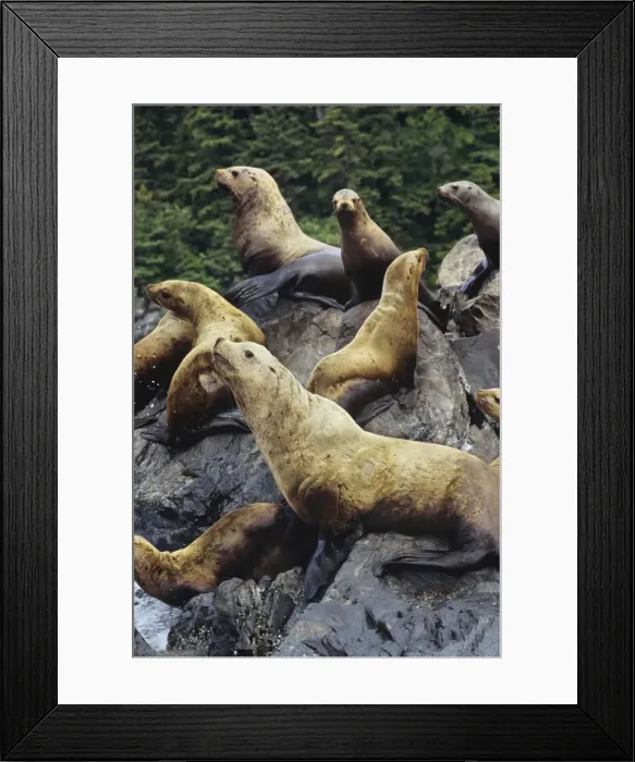 Framed Print : Northern or Steller Sea Lions - hauled out of coastal rocks. Pacific Northwest. ML480 Framed Print : Northern or Steller Sea Lions - hauled out of coastal rocks. Pacific Northwest. ML480