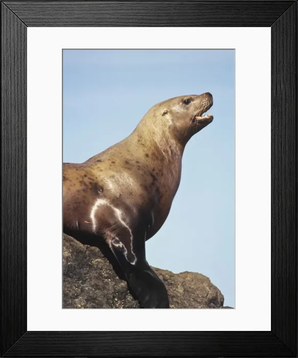 Framed Print : Northern Sea Lion or Steller Sea lion Pacific Northwest coast. ML604 Framed Print : Northern Sea Lion or Steller Sea lion Pacific Northwest coast. ML604
