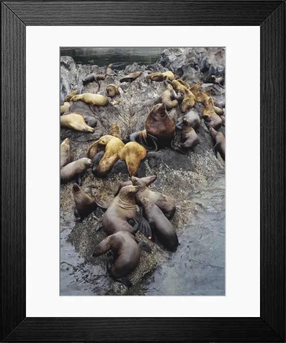 Framed Print : Northern or Steller Sea Lions - herd hauled out on coastal rocks. Pacific Northwest. ML-665 Framed Print : Northern or Steller Sea Lions - herd hauled out on coastal rocks. Pacific Northwest. ML-665
