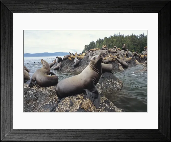 Framed Print : Northern or Steller Sea Lions - herd hauled out on coastal rocks Pacific Northwest. ML676 Framed Print : Northern or Steller Sea Lions - herd hauled out on coastal rocks Pacific Northwest. ML676