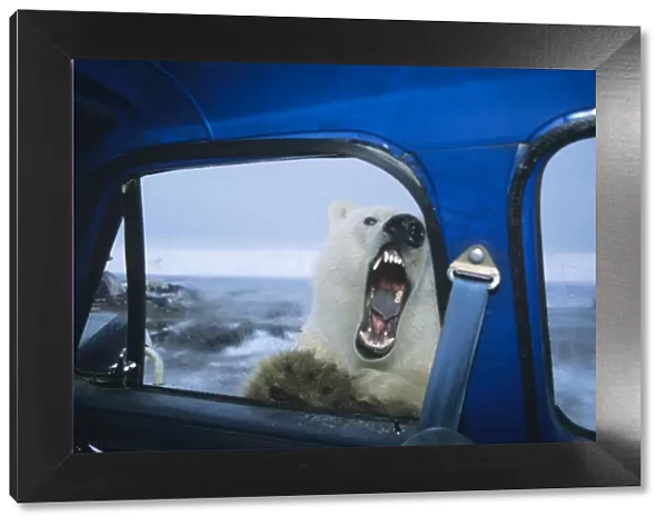Polar Bear - looking thru door window of pickup truck - kind of like 'looking for lunch. ' October. Alaska MA2053