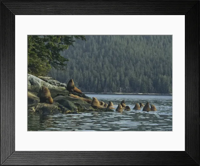 Framed Print : Steller's Sea Lions or Northern Sea Lions hauled out on small island off the mouth of the Stikine River, Inside Passage, Southeast Alaska. ML1118