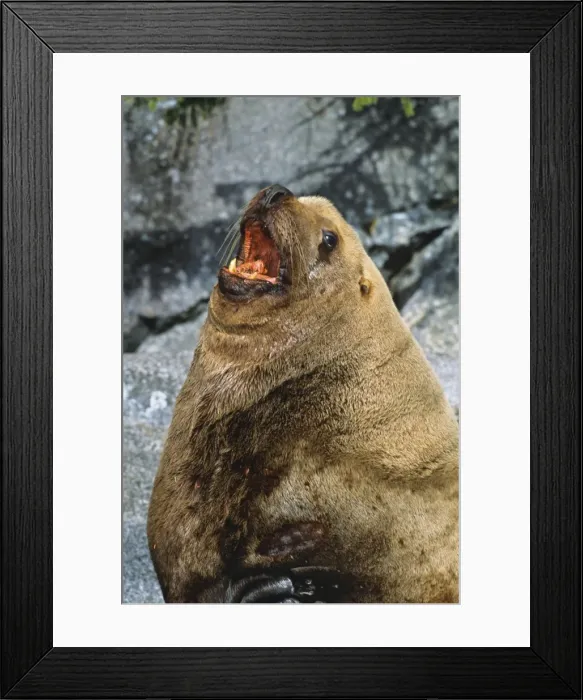 Framed Print : Northern Sea Lion bull barking (common call at haul-out areas - sea lions are quite vocal). Northwest coast (N. A. ) ML1122 Framed Print : Northern Sea Lion bull barking (common call at haul-out areas - sea lions are quite vocal). Northwest coast (N. A. ) ML1122