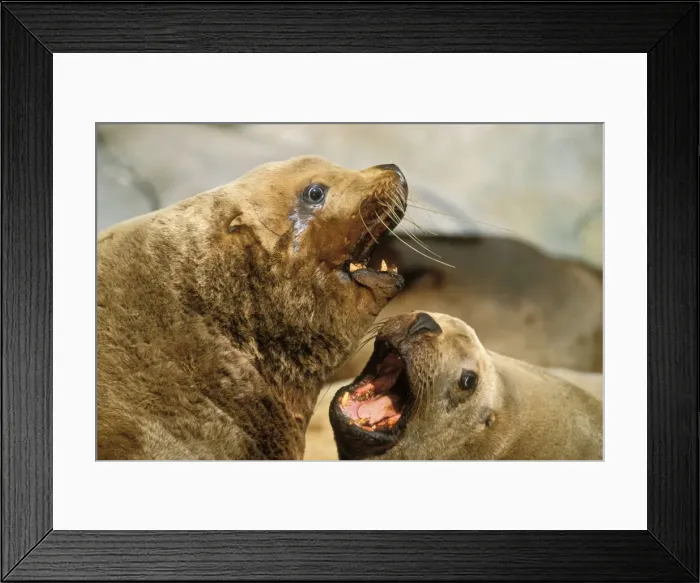 Framed Print : Northern Sea Lions or Steller's Sea Lions - arguing over space on a haul-out rock. Alaska. ML1160 Framed Print : Northern Sea Lions or Steller's Sea Lions - arguing over space on a haul-out rock. Alaska. ML1160