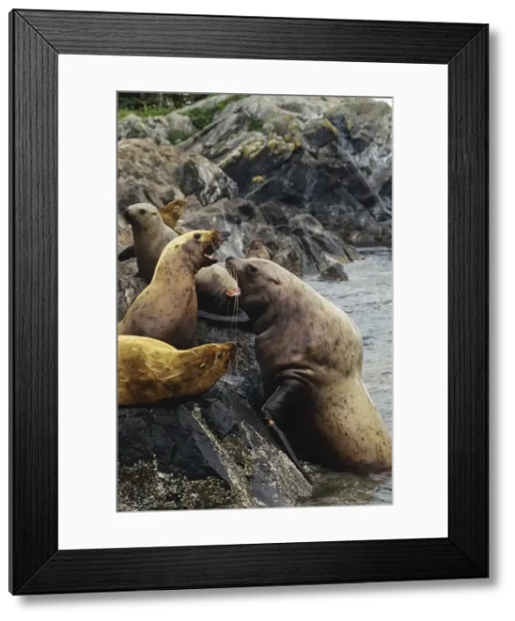 Framed Print : Steller's Sea Lions or Northern Sea Lions - bull hauling out on rocks meeting some resistance. Pacific Northwest. ML235 Framed Print : Steller's Sea Lions or Northern Sea Lions - bull hauling out on rocks meeting some resistance. Pacific Northwest. ML235