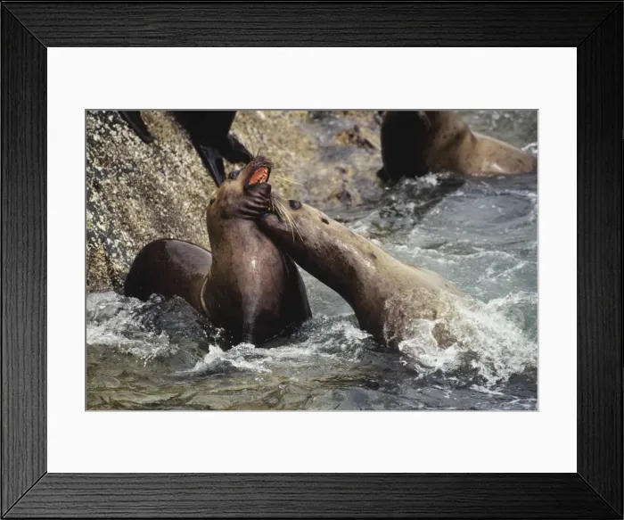 Framed Print : Northern or Steller Sea Lions - fighting. ML288 Framed Print : Northern or Steller Sea Lions - fighting. ML288