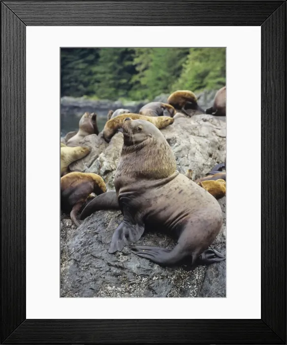Framed Print : Northern or Steller Sea Lions - bull guarding territory and harem. Pacific Northwest. ML479 Framed Print : Northern or Steller Sea Lions - bull guarding territory and harem. Pacific Northwest. ML479