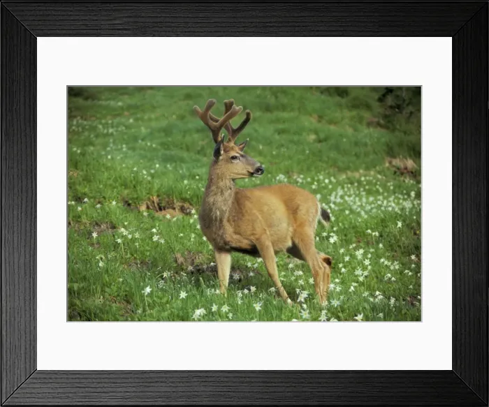 Framed Print : Black-tailed Deer - buck stands among subalpine wildflowers. June. Pacific Northwest. MD19 Framed Print : Black-tailed Deer - buck stands among subalpine wildflowers. June. Pacific Northwest. MD19