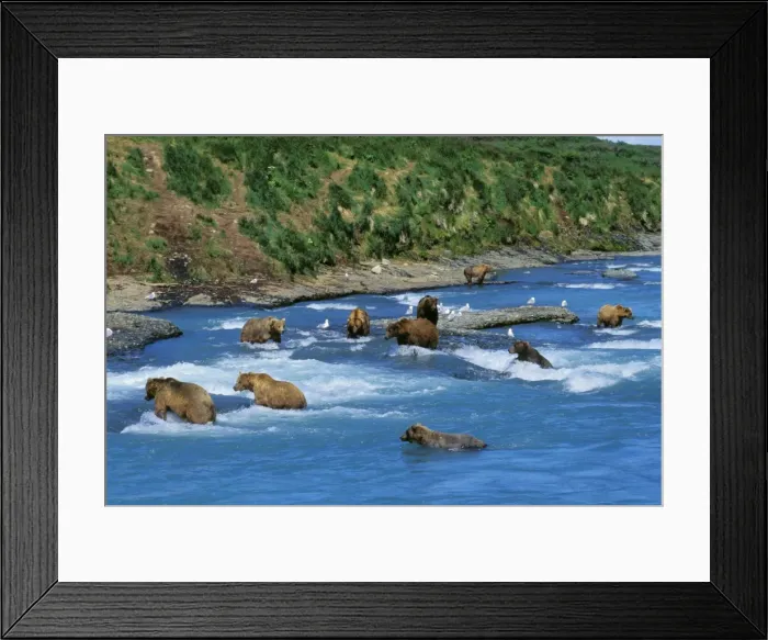 Framed Print : Coastal Grizzly Bears - fishing for salmon McNeil River, Alaska. MA1397