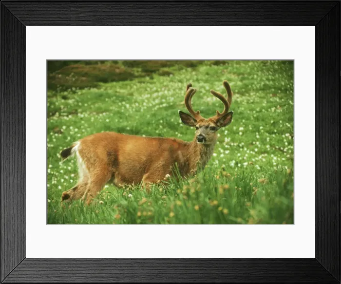 Framed Print : Black-tailed Deer - buck standing among avalanche lilies. June. Pacific Northwest. MD30 Framed Print : Black-tailed Deer - buck standing among avalanche lilies. June. Pacific Northwest. MD30