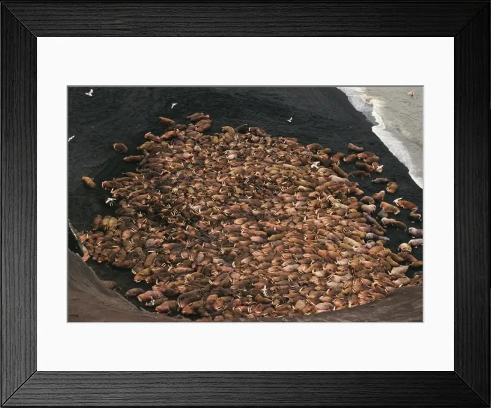 Framed Print : Walrus - bulls hauled out along the Alaska Peninsula's Bering Sea coast. Summer. ML372 Framed Print : Walrus - bulls hauled out along the Alaska Peninsula's Bering Sea coast. Summer. ML372