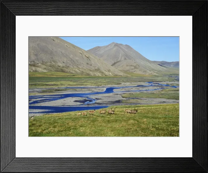 Framed Print : Barren Ground Caribou - where coastal plains meet the mountains, Aichilik River, Arctic NWR, AK, Summer. MJ211 Framed Print : Barren Ground Caribou - where coastal plains meet the mountains, Aichilik River, Arctic NWR, AK, Summer. MJ211
