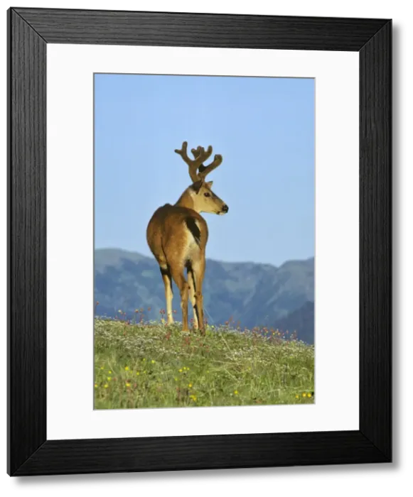 Framed Print : Black-tail Deer - buck Pacific Northwest, North America. MD125 Framed Print : Black-tail Deer - buck Pacific Northwest, North America. MD125