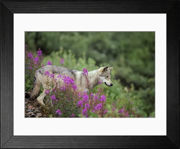 Framed Print : Wild Gray Wolf - among fireweed blossoms, Summer. Alaska MW138 Framed Print : Wild Gray Wolf - among fireweed blossoms, Summer. Alaska MW138