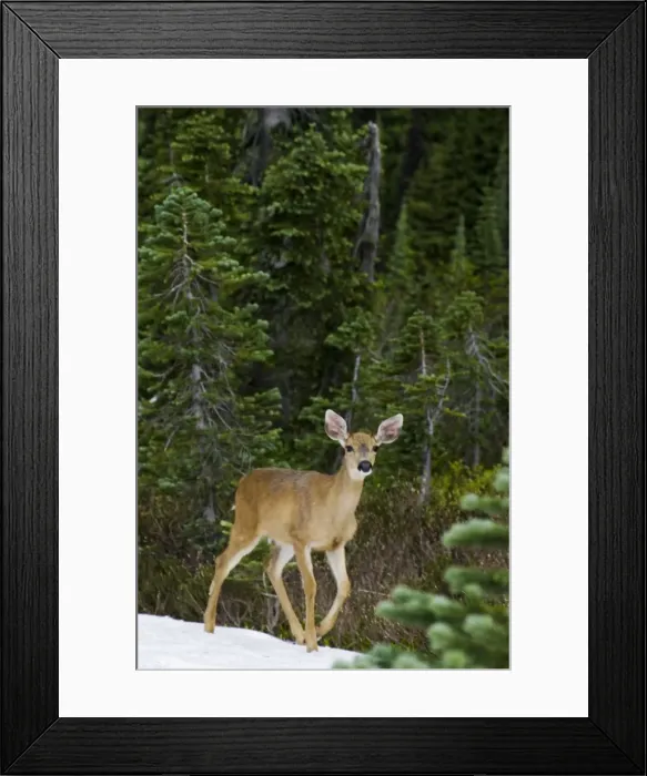 Framed Print : Black-tailed Deer Framed Print : Black-tailed Deer