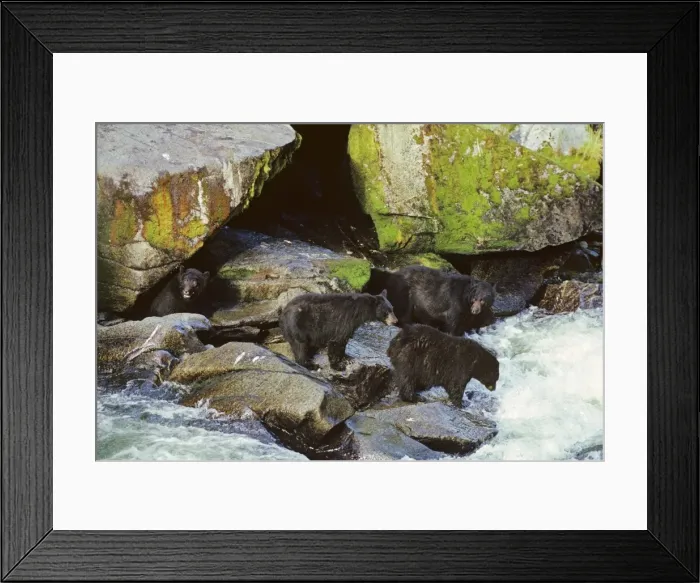 Framed Print : Black Bears - fishing for salmon along West Coast salmon stream. MA195 Framed Print : Black Bears - fishing for salmon along West Coast salmon stream. MA195
