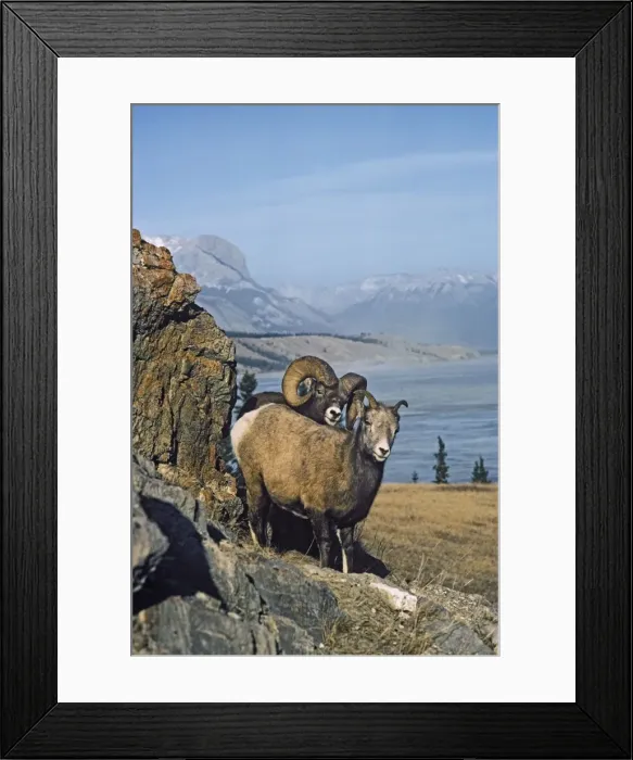 Framed Print : Rocky Mountain Bighorn Sheep - ewe and ram during the fall mating season. Northern Rockies, Nov-Dec. MS248 Framed Print : Rocky Mountain Bighorn Sheep - ewe and ram during the fall mating season. Northern Rockies, Nov-Dec. MS248