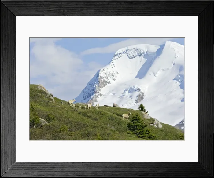 Framed Print : Bighorn Sheep or Mountain Sheep (Ovis canadensis) Framed Print : Bighorn Sheep or Mountain Sheep (Ovis canadensis)