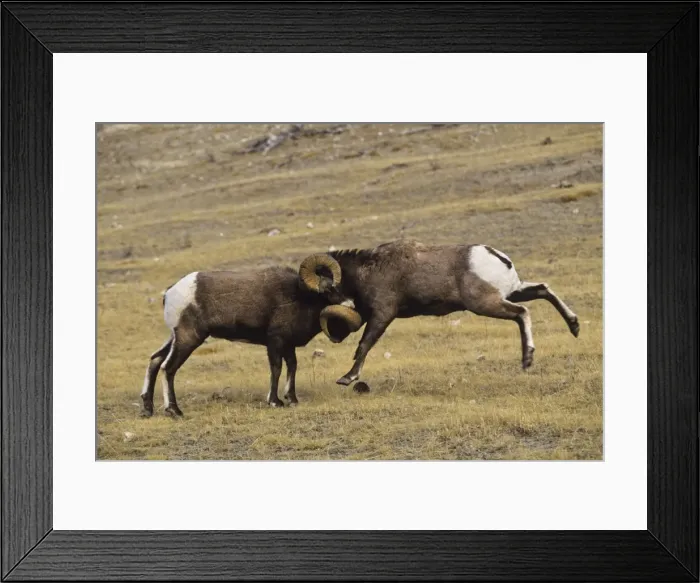 Framed Print : Bighorn Sheep - rams butt heads Northern Rockies. Fall. MS363 Framed Print : Bighorn Sheep - rams butt heads Northern Rockies. Fall. MS363