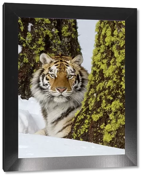 Siberian Tiger  /  Amur Tiger - in winter snow. CXA1295