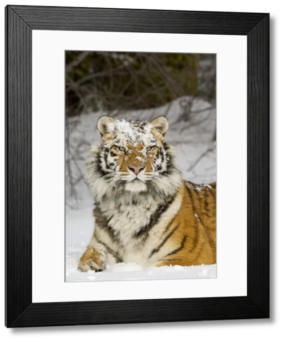 Framed Print : European Starling Framed Print : European Starling